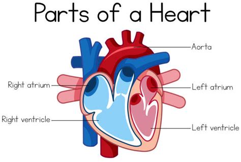 Human Heart Diagram For Kids Illustrations Royalty Free Vector
