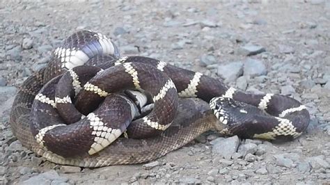 Kingsnake Kills And Eats A Rattlesnake In Wild Video