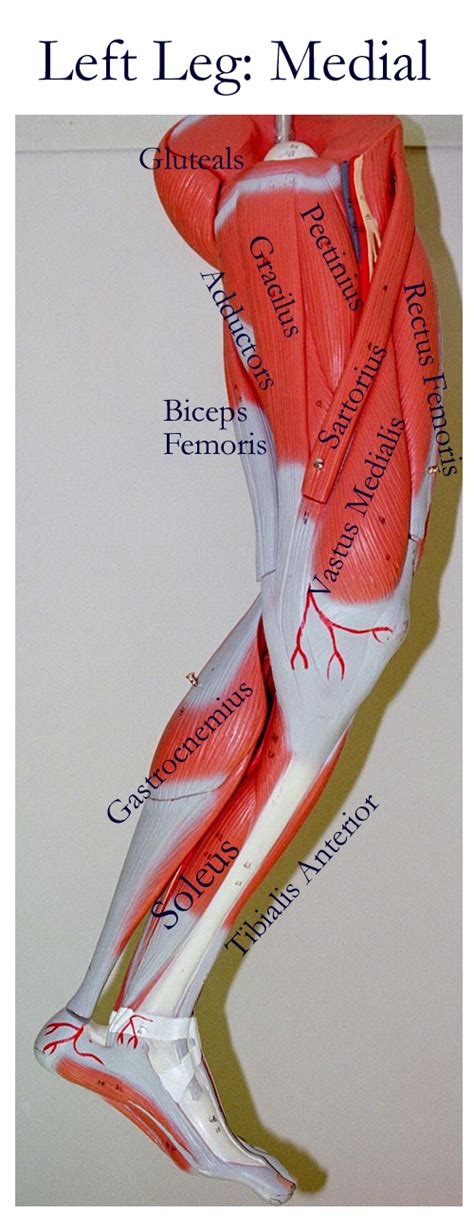 Quad leg muscles anatomy labeled diagram. Biology 2404 A&P Basics