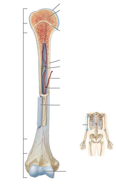 Diagram Of A Long Bone