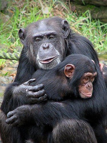 Frans De Waal Moral Behavior In Animals Empathy Cooperation