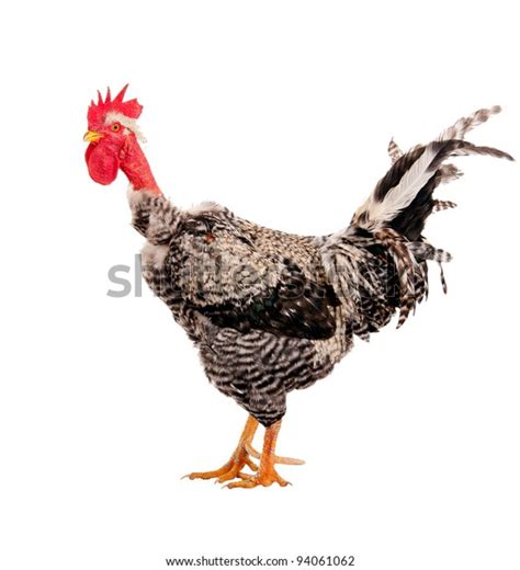 Naked Neck Rooster Isolated Closeup Stock Photo Edit Now