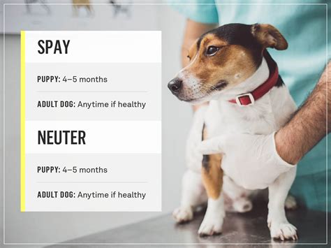What Are The Benefits To Neutering Your Dog