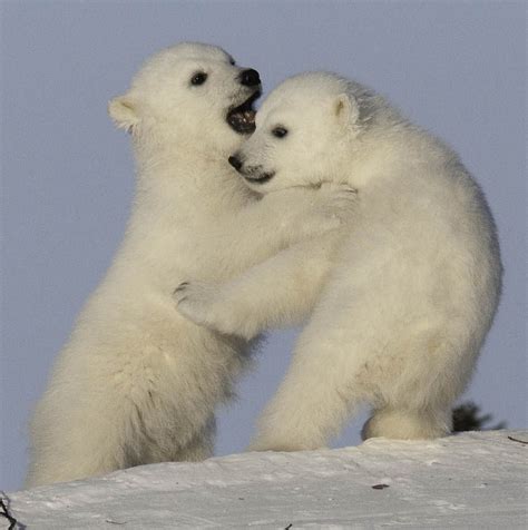 Polar Bear Cubs Playing Together Fur Feathers And