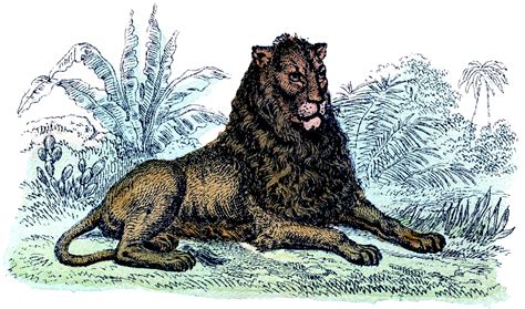 Vintage Primitive Lion Image The Graphics Fairy