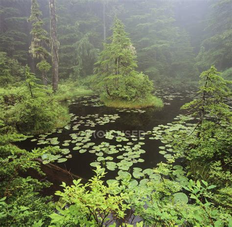 Ancient Bog In Forest Of Caren Range Of British Columbia Canada