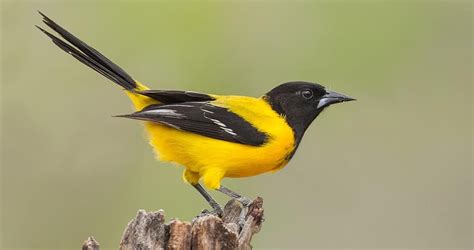 The Brilliant Yellow And Black Audubons Oriole Is A Shy Species Of