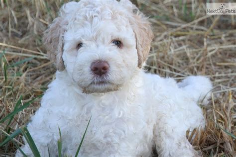 There are over 2,000,000 puppies born in the united states every year and 90% are bred and born in puppy mills. Dcklagotto Noble : Lagotto Romagnolo puppy for sale near ...