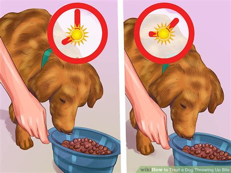 How To Treat A Dog Throwing Up Bile 7 Steps With Pictures