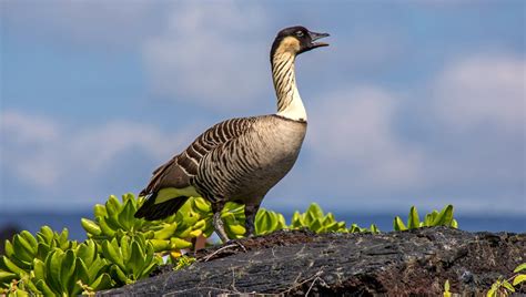 Birds Hawaiʻi Volcanoes National Park Us National Park Service