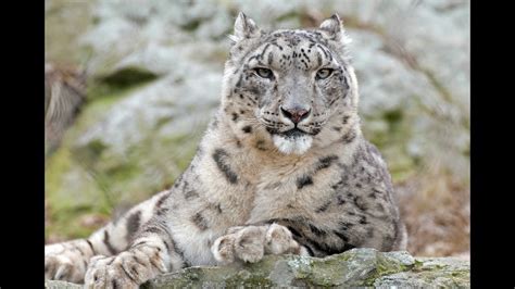 National Geographic Documentary The Snow Leopard