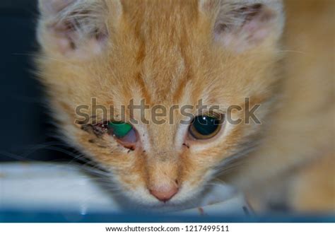 Ginger Kitten Conjunctivitis Eye Infection Cats Stock Photo 1217499511