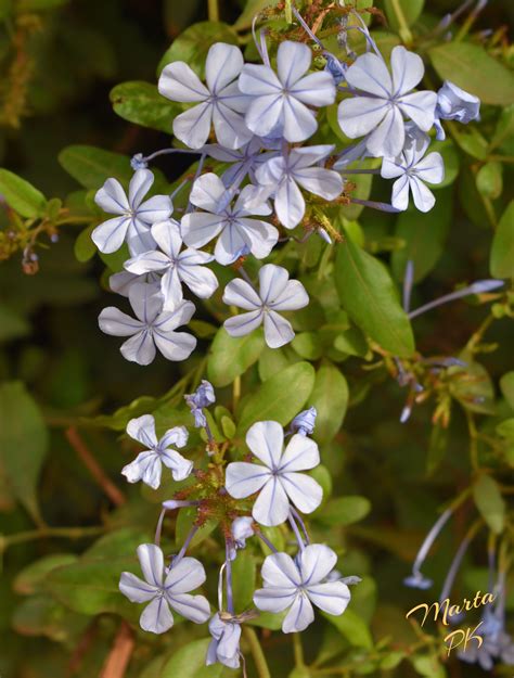 Light Blue Jasmine Jasmine Flower Oopsy Daisy Flowers