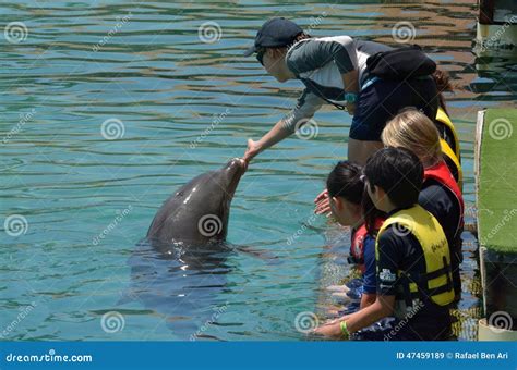 People Interact With Dolphin Editorial Stock Image Image Of Animals