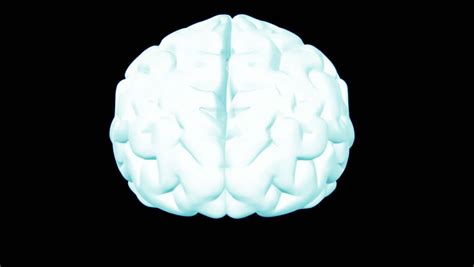 3d Rotating Brain Hd Stock Footage Video 1816979 Shutterstock