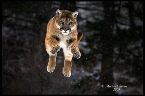 Pounce Grace Symbol Mountain Lion Stealth True Beauty Animal