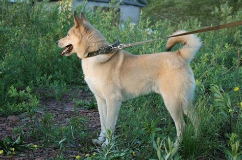 Norwegian Buhund An Agile And Intelligent Dog Breed