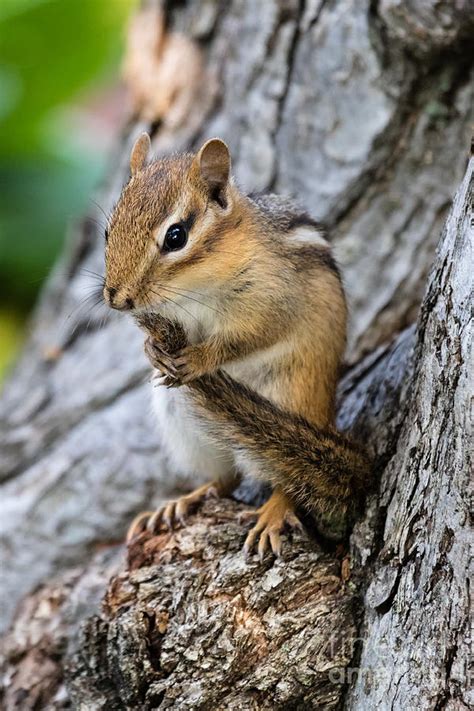 Adorable Chipmunk Photograph By Dawna Moore Photography Pixels