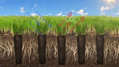 When And How Do You Aerate Your Grass · Blades Landscaping