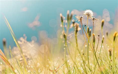 Hd Wallpaper Summer Field Grass Dandelions Drops Dew Highlights