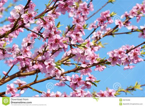 Peach Blossoms Stock Photo Image Of Prunus Branch Peach 33278468