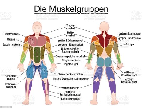 Entire pdf audio file in real media. Muscle Chart German Labeling Most Important Muscles Of The Human Body Colored Front And Back ...