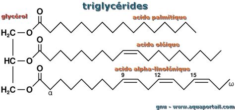 Triglycéride Définition Et Explications