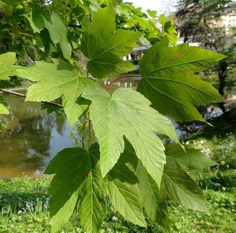 Buy Acer Pseudoplatanus Tree Online Free Uk Delivery Free 3 Year