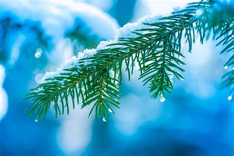 Christmas Tree Closeup Pictures, Photos, and Images for ...