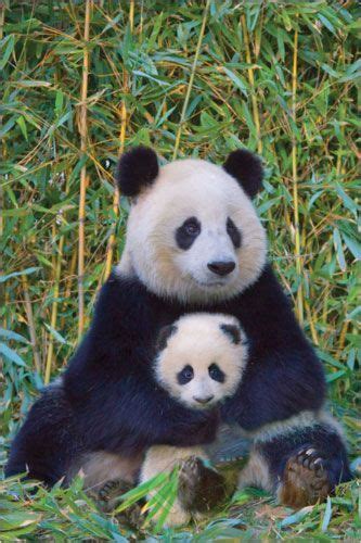 182 Best Animals Cuddly Panda And Koala Bears Images Animals