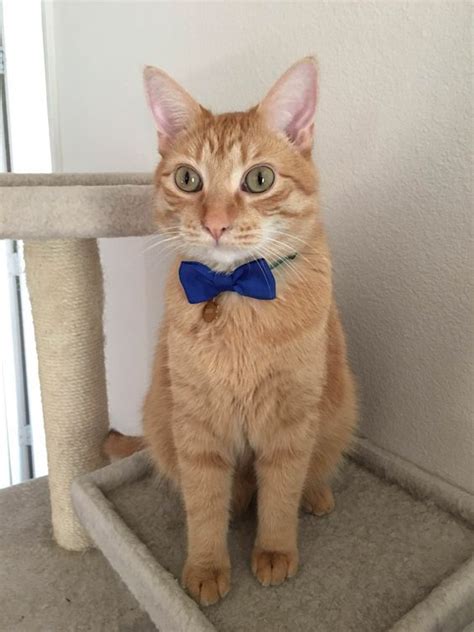 National Bow Tie Day Check Out These 5 Fashionable Instagram Cats With