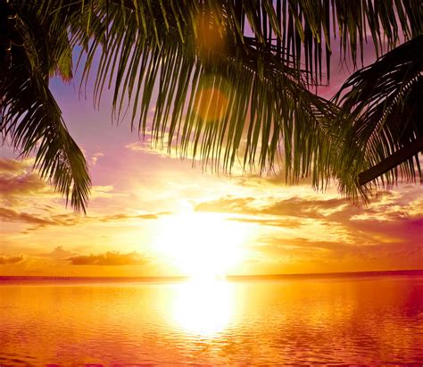 Tropical Paradise Beach Palms Sea Sunset пляж море пальмы тропики