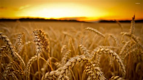Wheat At Sunset Wallpaper Photography Wallpapers 35108
