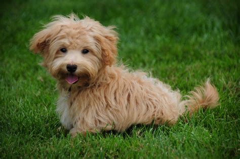 25 Best Mixed Breed Dogs Youll Love Parade Pets