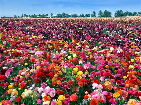 8 Places To See Americas Most Beautiful Spring Flowers Beautiful