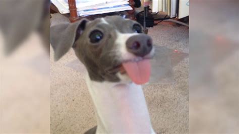 Funny Dog Sticks Out Tongue Youtube