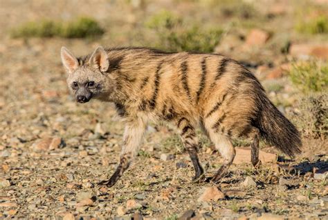 South Africas Rare Mammals Naturetrek