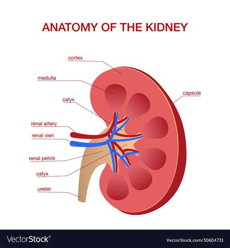 Labeled Kidney Diagram Photos