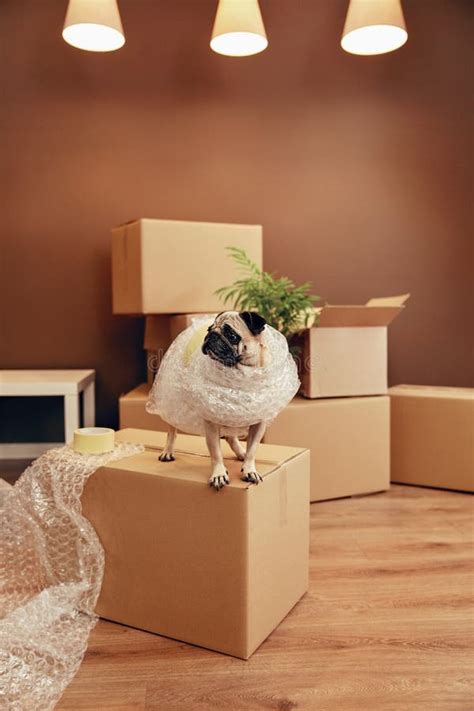 Moving House Funny Dog On Box Stock Image Image Of Relocation Flat