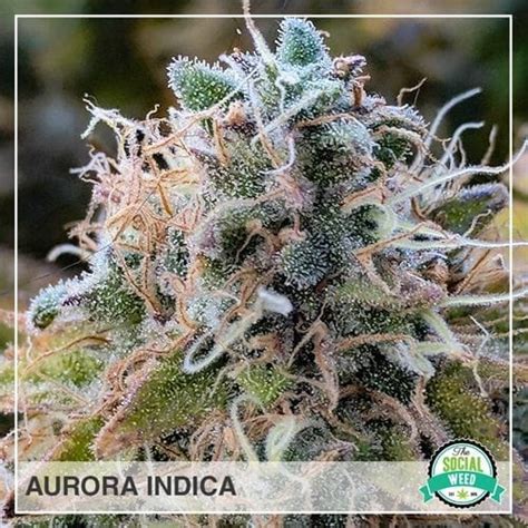 Aurora Indica Hybrid The Social Weed