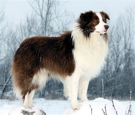 Any of various breeds of dog originating in scotland and england as sheepdogs. Border Collie Breed Guide - Learn about the Border Collie.