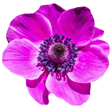 Purple And Pink Flowers Png Transparent Purple And Pink Flowerspng