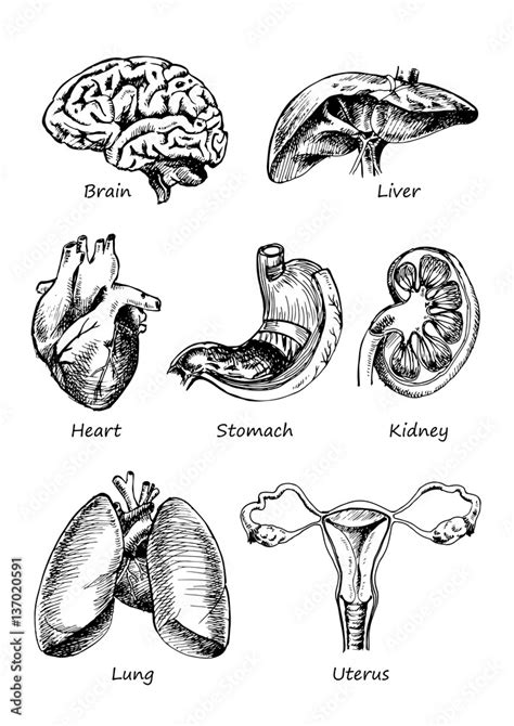 Set Of Human Organs Vector Different Human Entrails Black And White