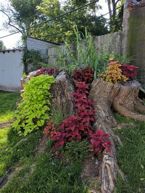 If a tree is cut down and the stump is still connected to living neighbors through the roots, it can survive indefinitely, and you might find it sending up shoots it's not easy to remove tree stumps by yourself. This giant tree stump turned beautiful garden ...