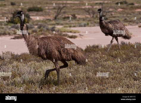 Emu Roaming Wild In Desert Country Near Broken Hill In New South Wales