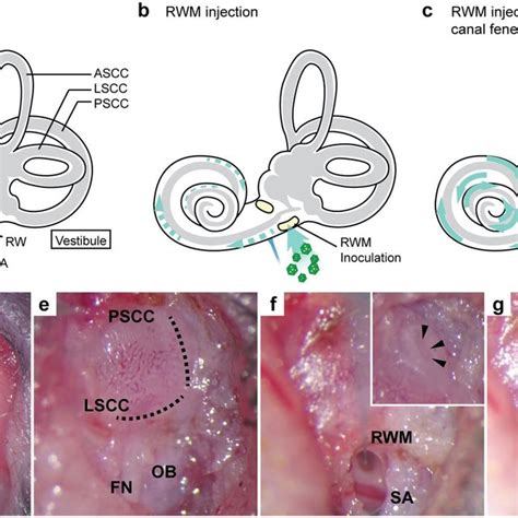 Pdf Enhanced Viral Mediated Cochlear Gene Delivery In Adult Mice By
