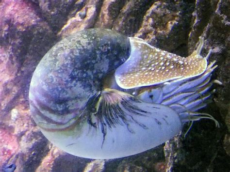 Sea Life Benalmadena Nautilus By Ssjgarfield On Deviantart
