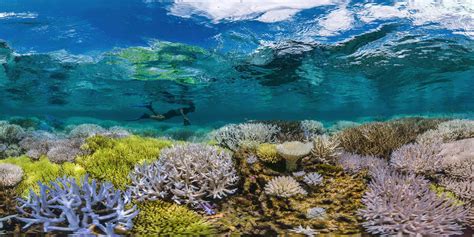 Half Of The Great Barrier Reef Has Died Since 2016 — Heres What