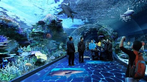 What To Expect At The Cebu Ocean Park Sugboph Cebu