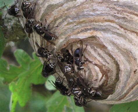 Random Nature Stirring Up A Hornets Nest